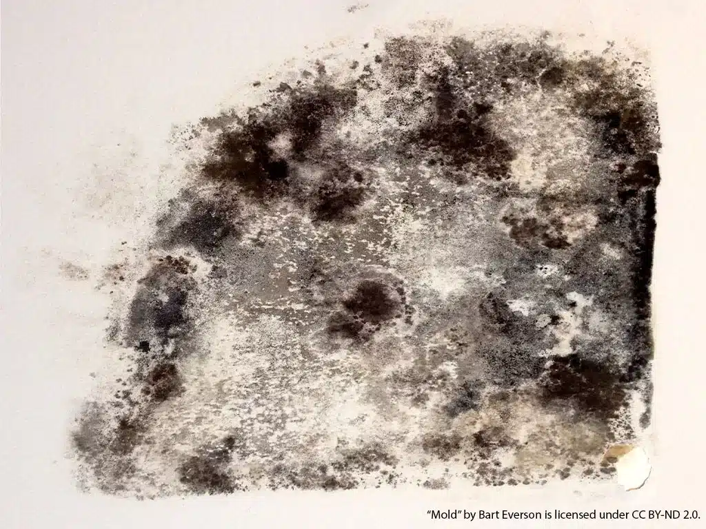The post image for the CEL Solicitors insight post, £1750 Compensation for Tenant With Black Mould, Cracked Doors and More.