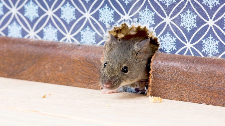 The post image for the CEL Solicitors insight post, Can I Sue My Landlord for Mice Infestations?.